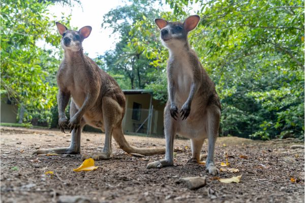 Australia Highlights