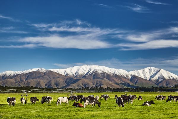 North Island Culture and Service