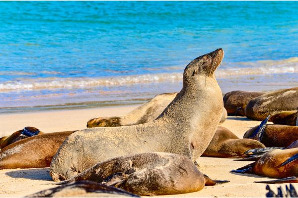 Ecuador and the Galapagos