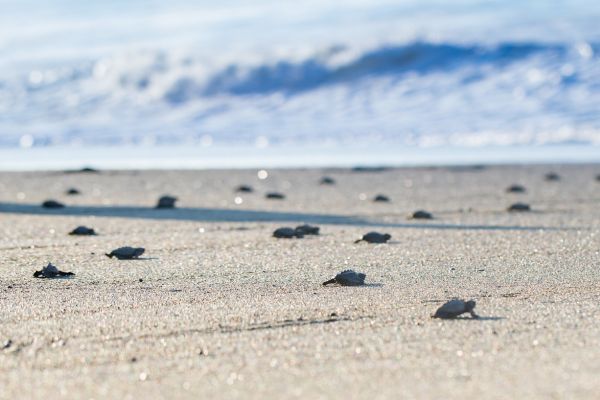 Baby turtles entering the ocean