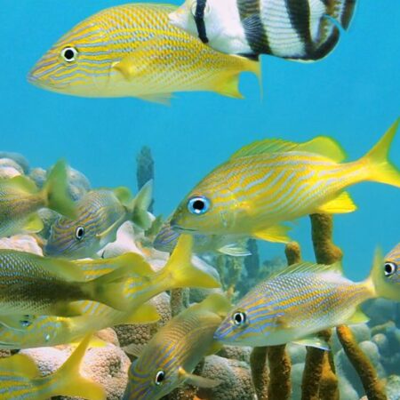 Caribbean Coastal Restoration