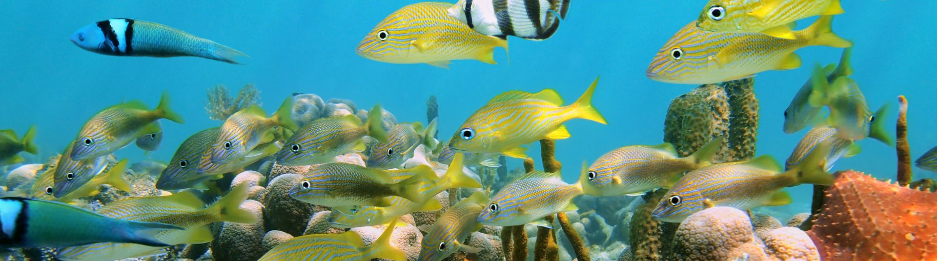 Caribbean Coastal Restoration