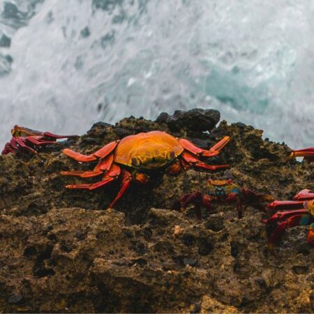 Ecuador and the Galapagos