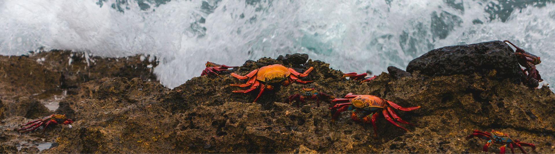 Ecuador and the Galapagos