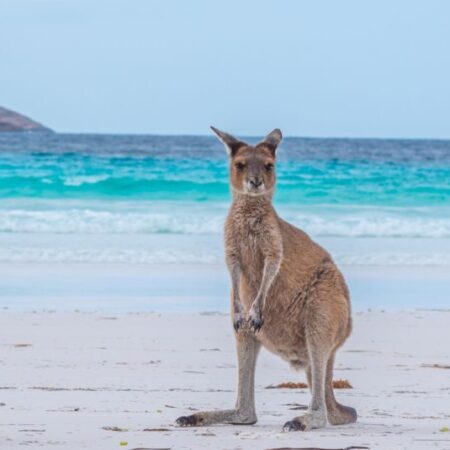 Wild Australia