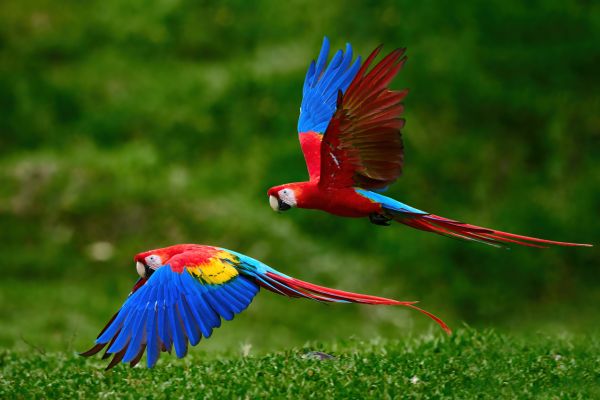 Macaws in flight