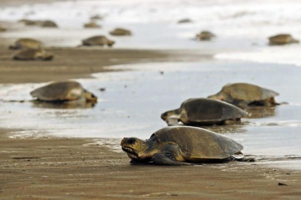 Turtles coming to nest