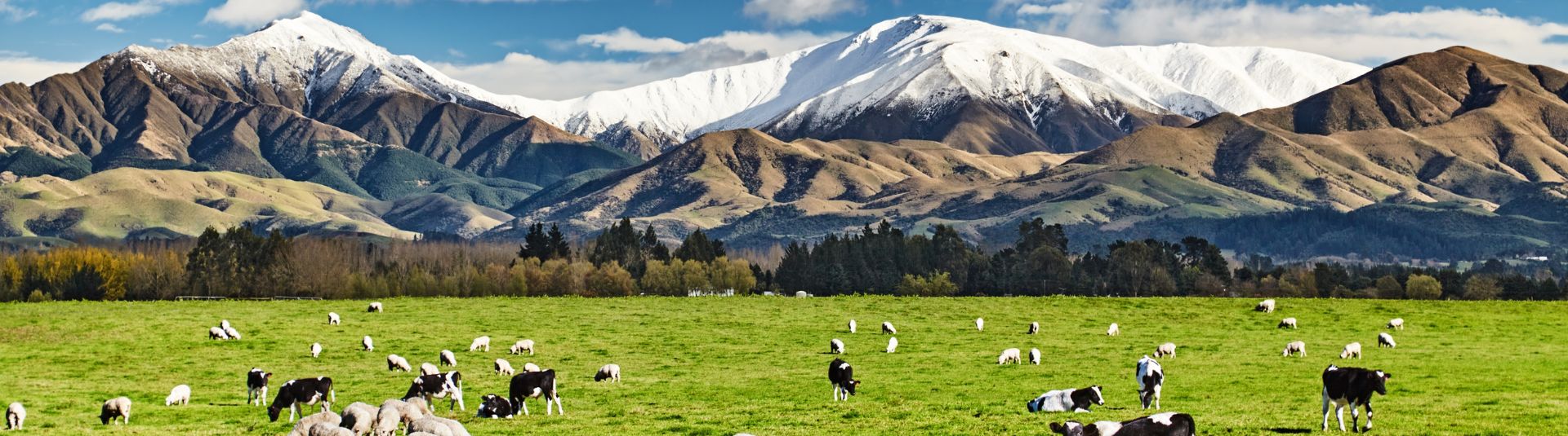 North Island Culture and Service