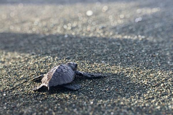 turtle hatchling