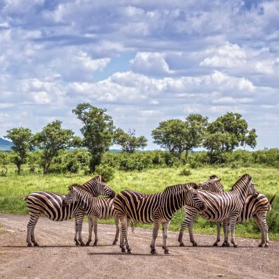 South African Safari